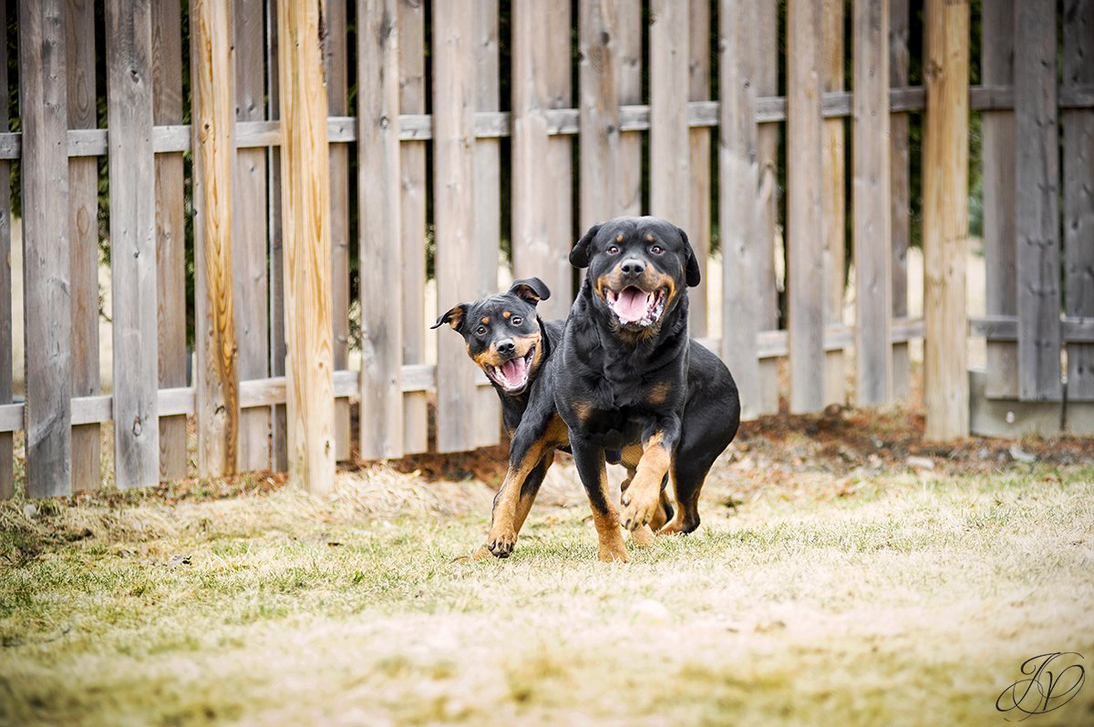 rottweiler portrait albany, beautiful rottweiler photos, albany pet portrait, albany pet photographer