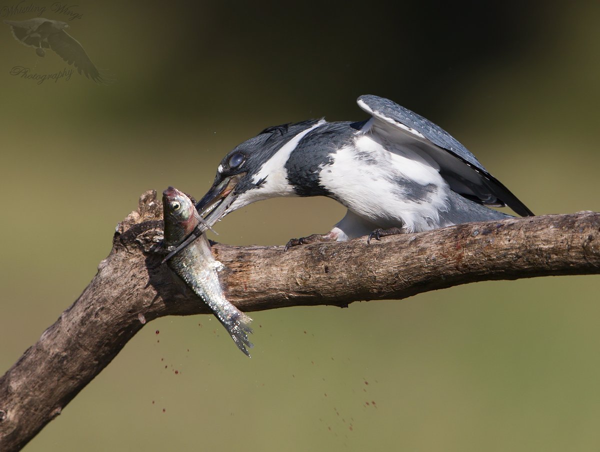 A Morning with a Kingfisher - Whistling Wings Photography