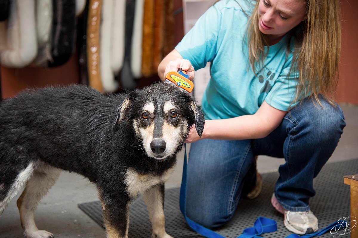 Dog getting brushed after bath, brushing a dog photo, harveys home garden and pet center, canine skin disease, regional animal shelter
