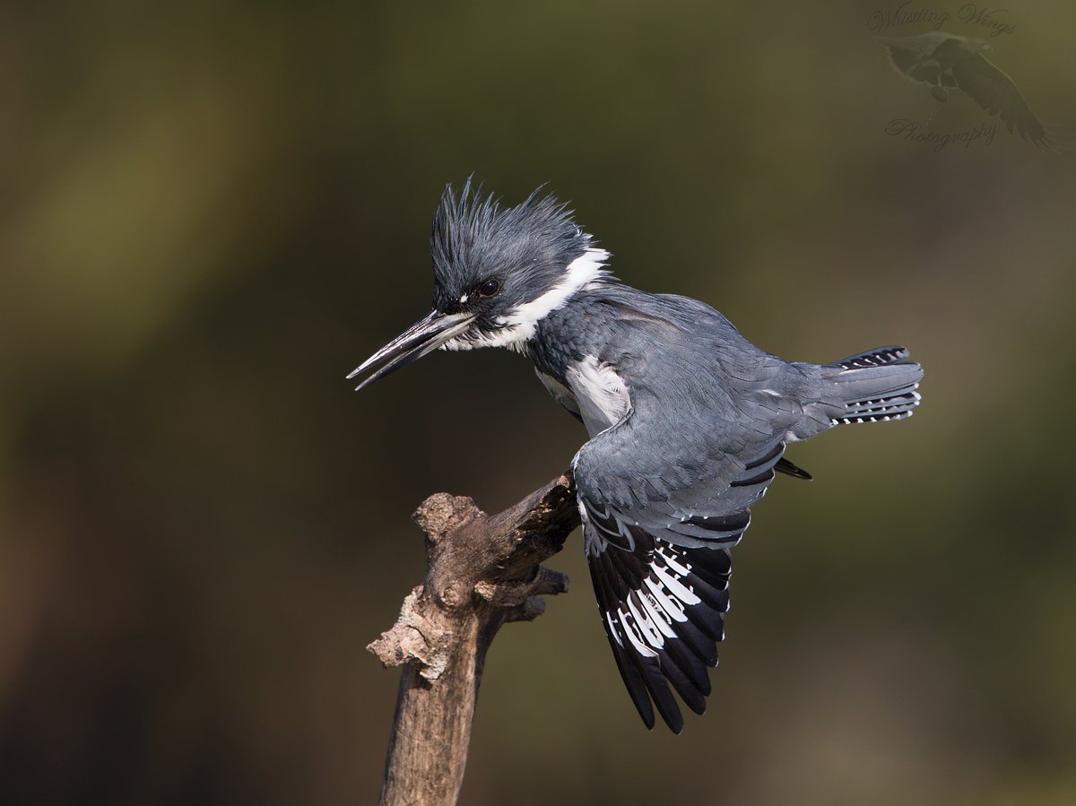 Belted Kingfisher - Whistling Wings Photography