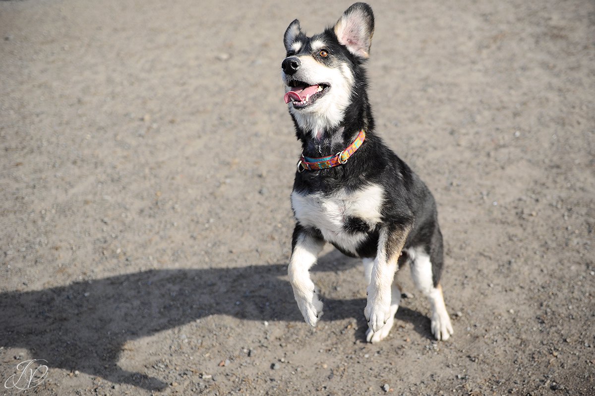 shelter dog, rescue dog, animal rescue