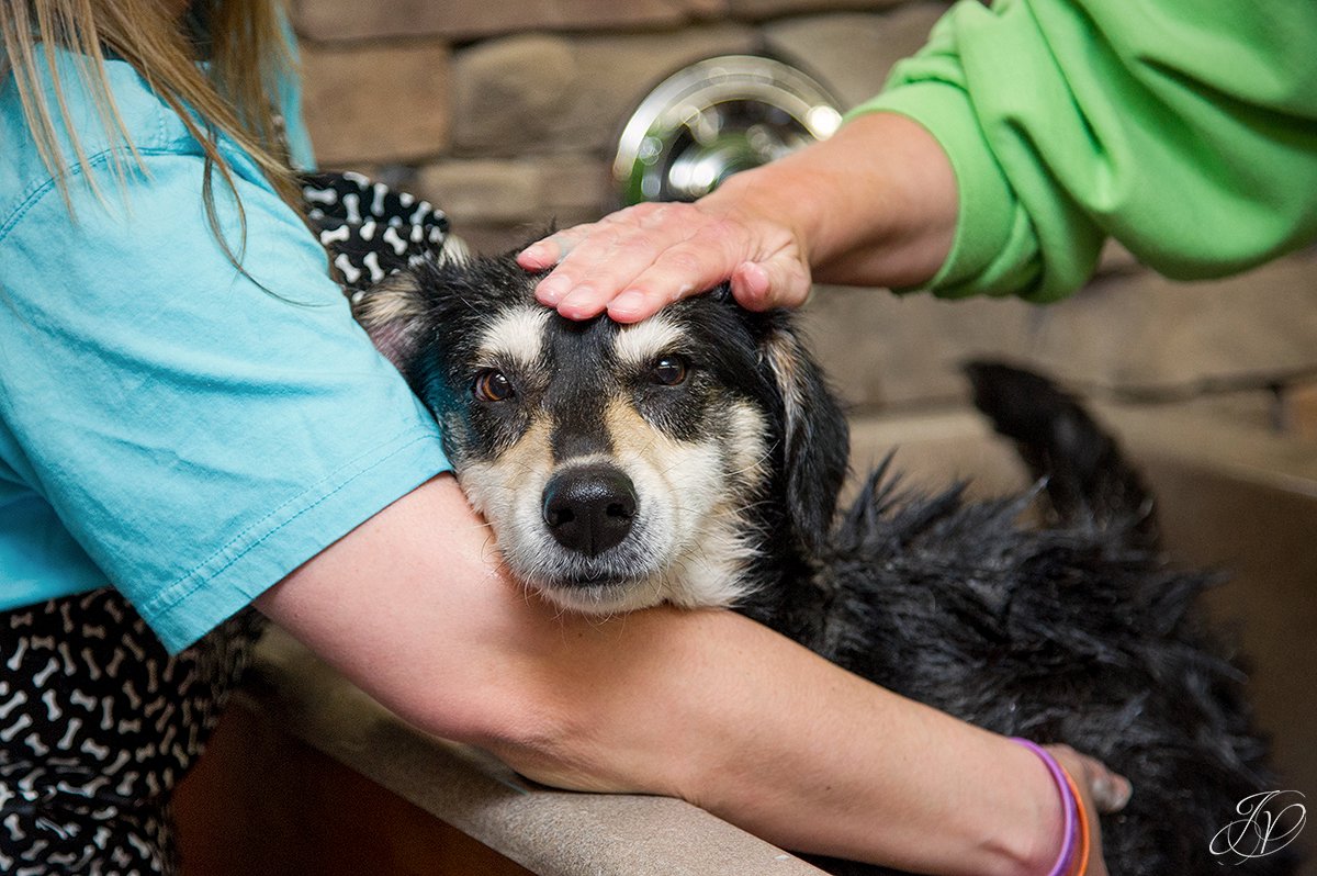 Dog getting bath, bathing a dog photo, harveys home garden and pet center, canine skin disease, regional animal shelter