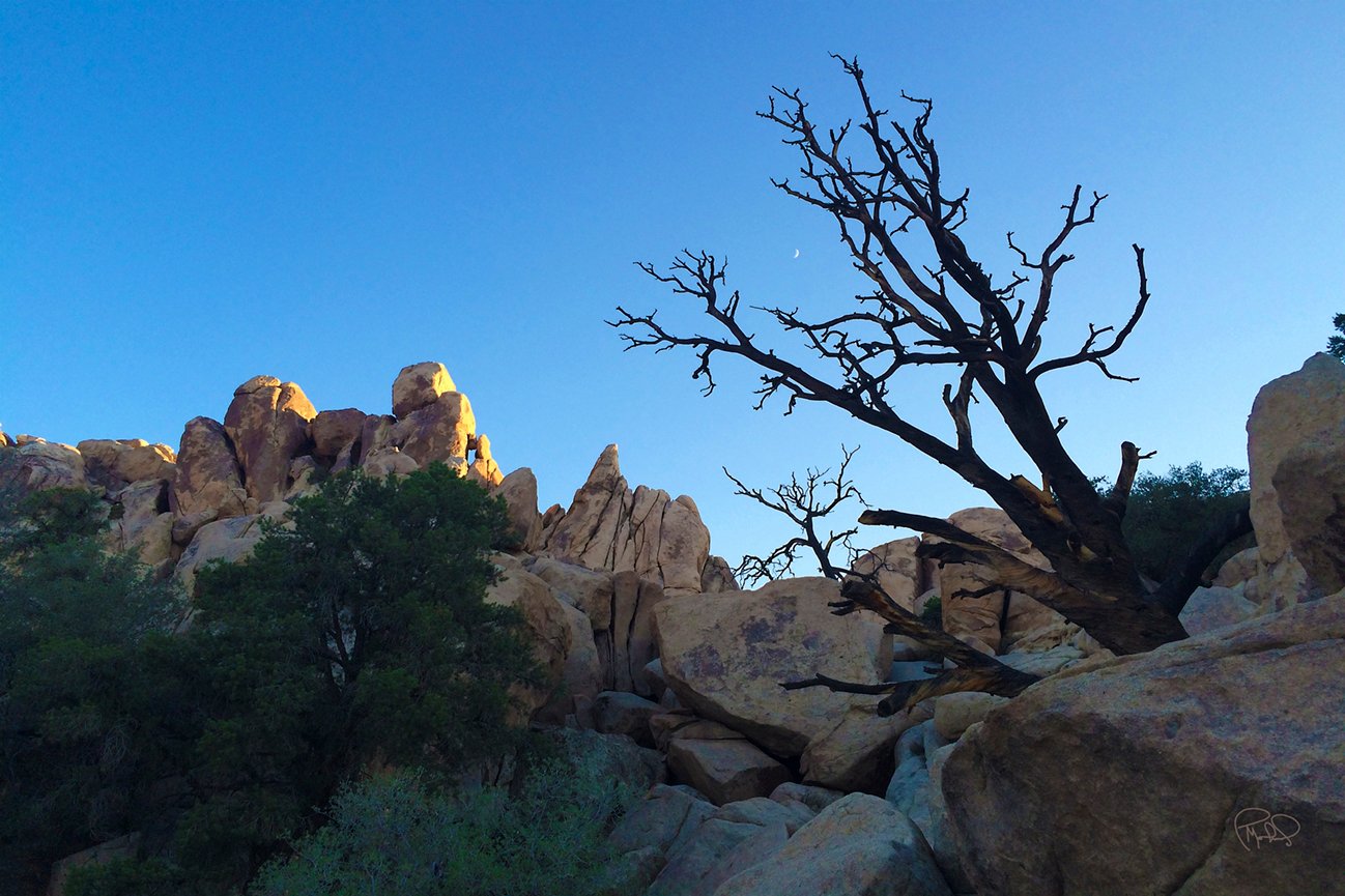 Garden Spikes   20x30 / 26x40 / Custom