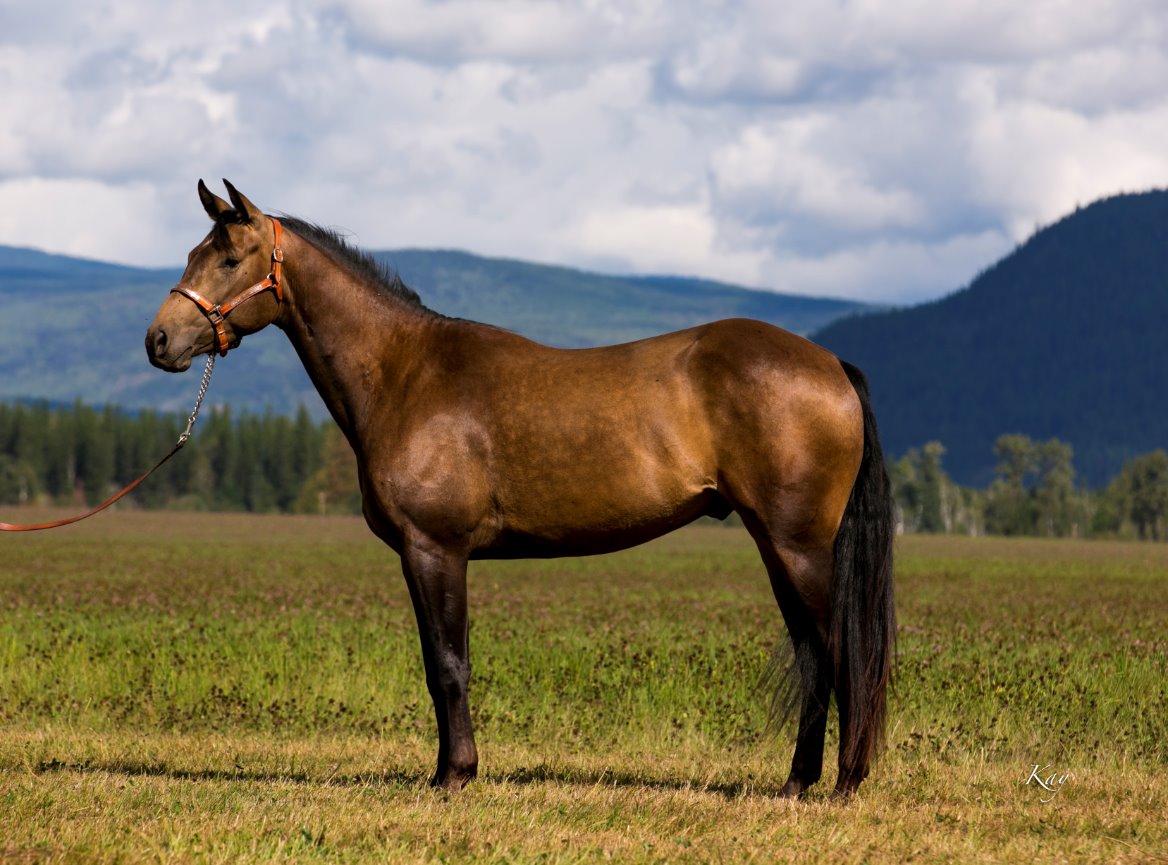 AVF DIAL A STRAY CASH