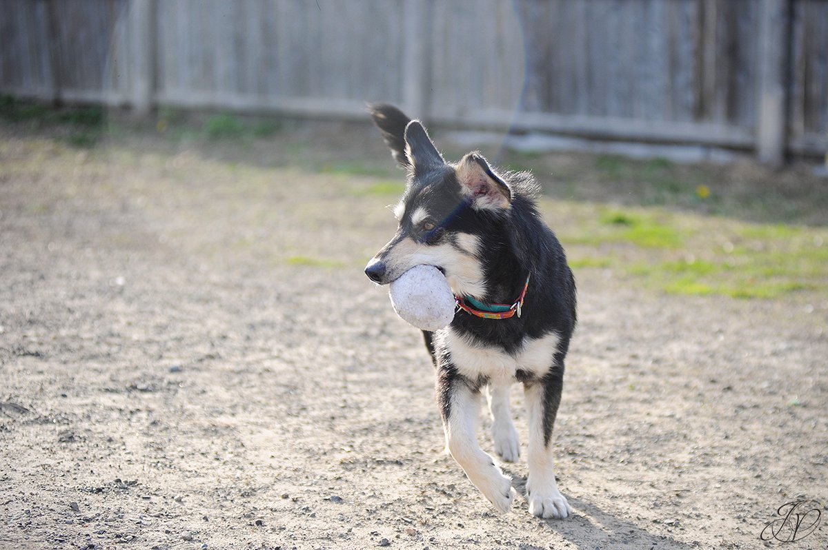 shelter dog, animal rescue, dog rescue, adopt