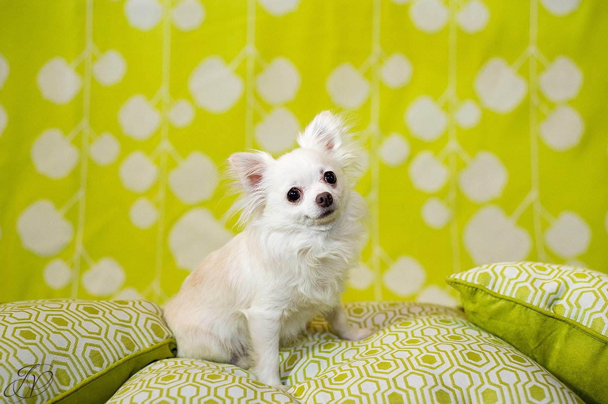 dog portrait fundraiser, fundraiser for dog shelter, regional animal shelter