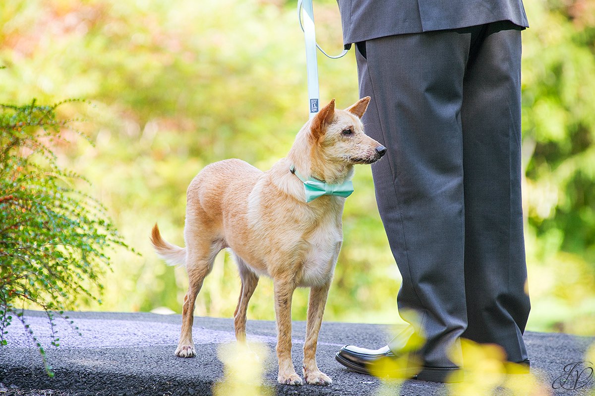 dogs at weddings albany wedding photographer