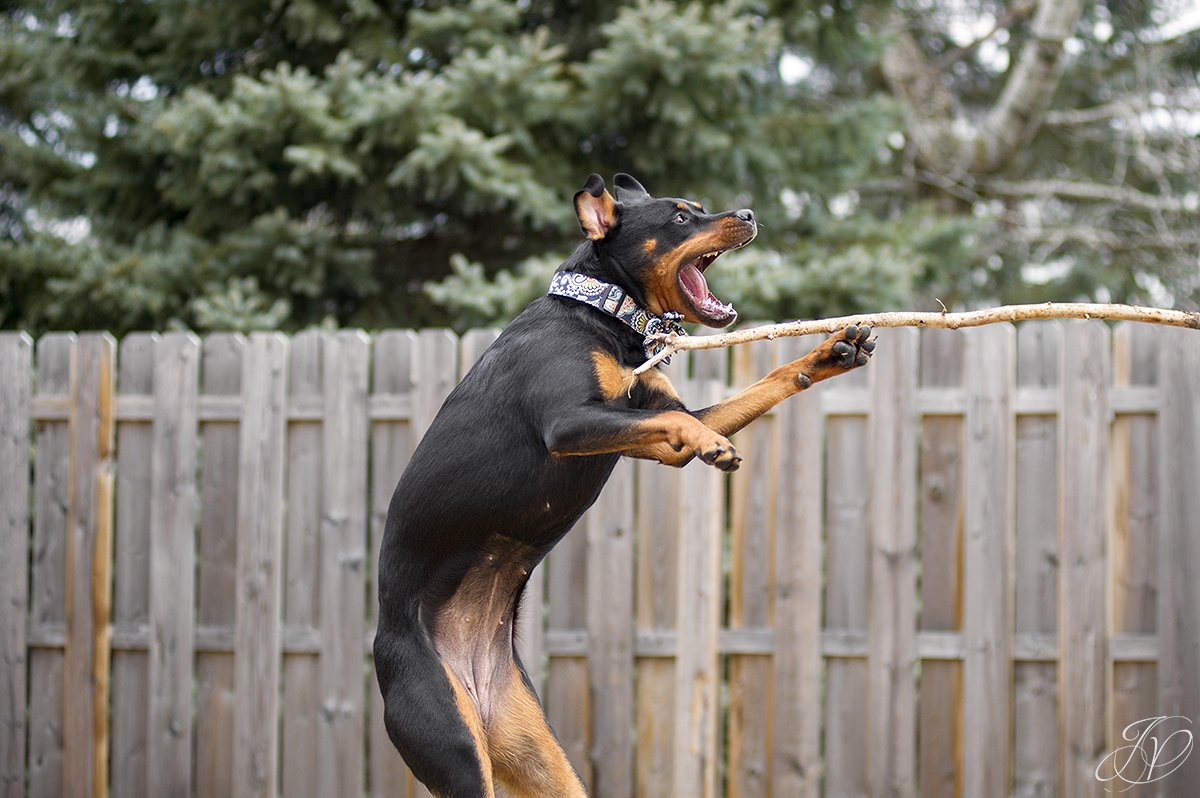 rottweiler portrait albany, beautiful rottweiler photos, albany pet portrait, albany pet photographer