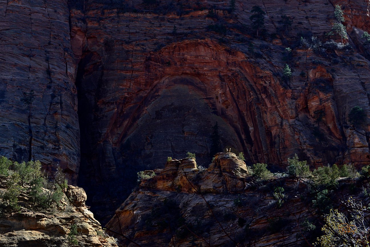 Bighorn And Spirit Coyote   20x30 / 26x40 / Custom