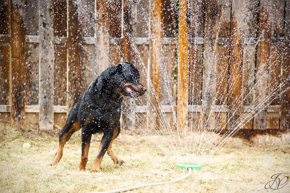 rottweiler portrait albany, beautiful rottweiler photos, albany pet portrait, albany pet photographer