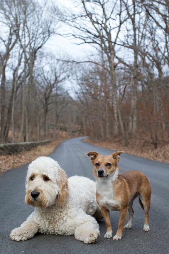 Furry Friends - Kansas City Pet Photographer