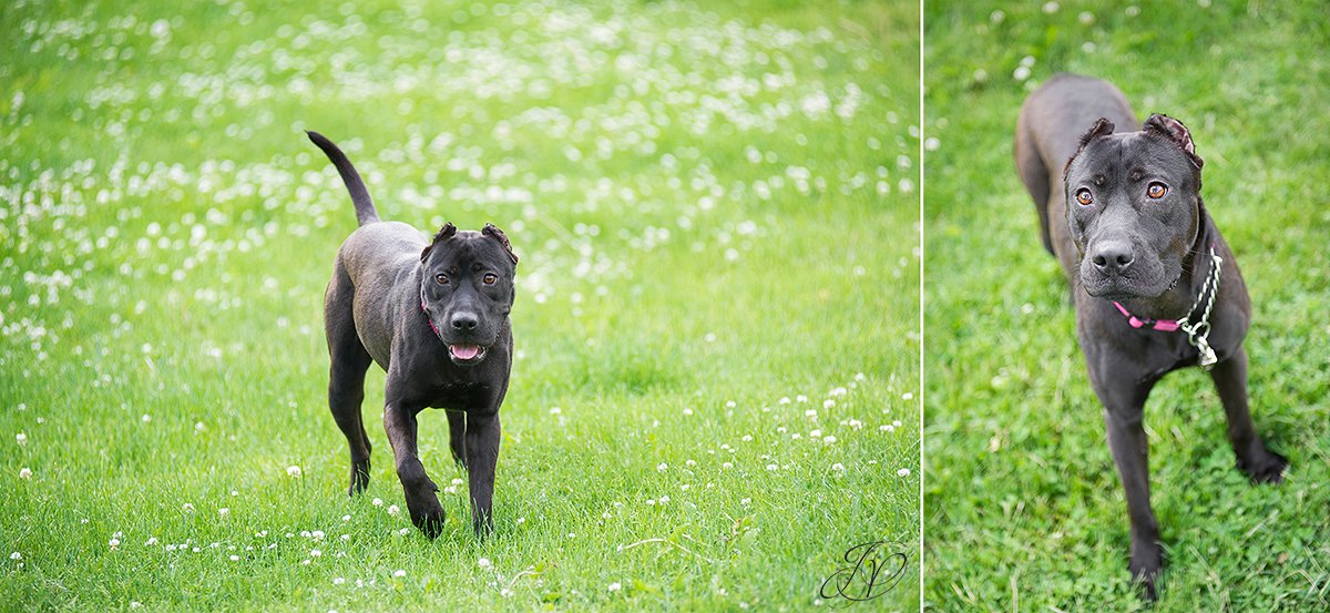 pit bull, animal rescue, rescue dog