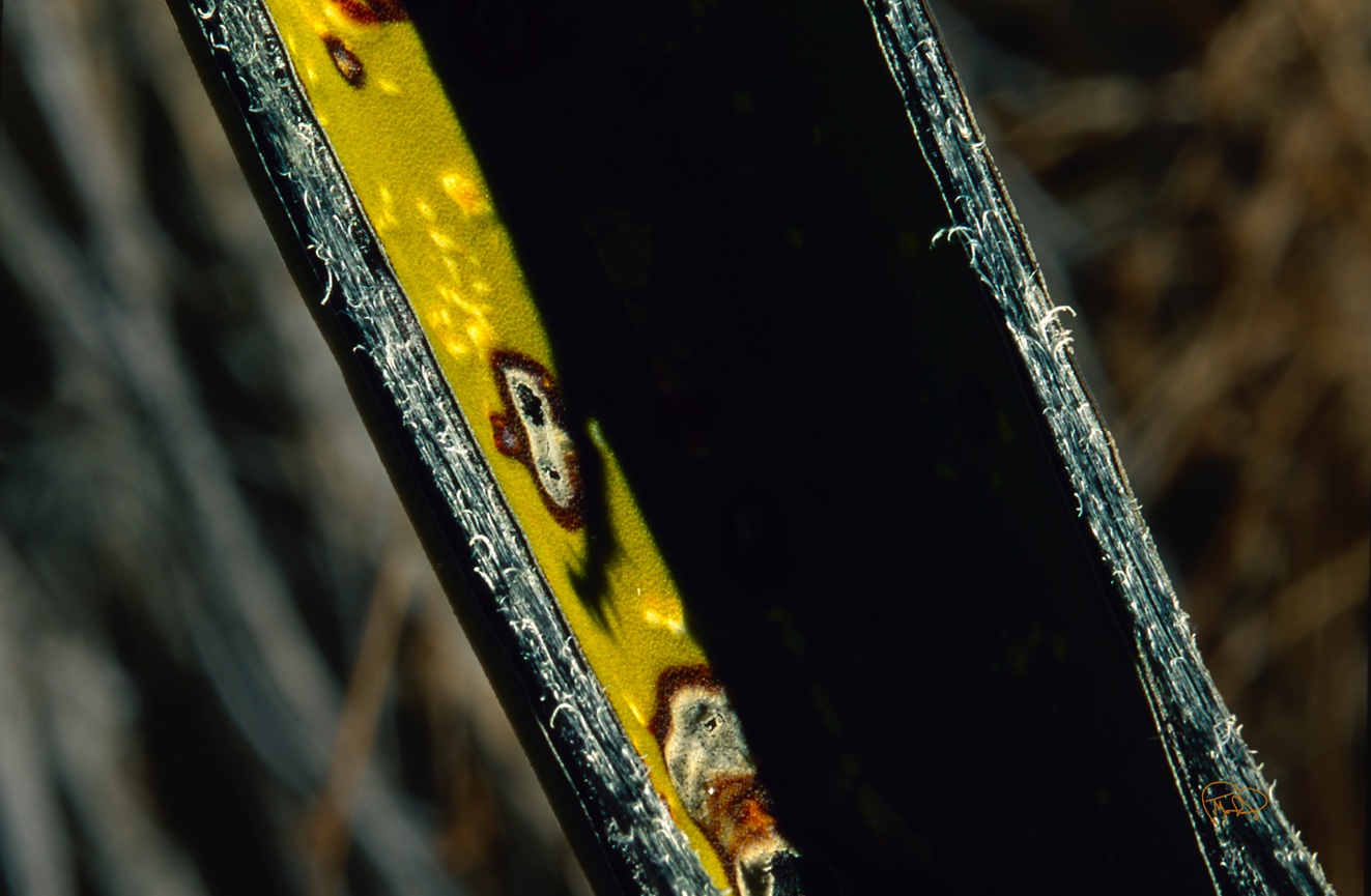 Morning Choia   20x30 / 26x40 / Custom