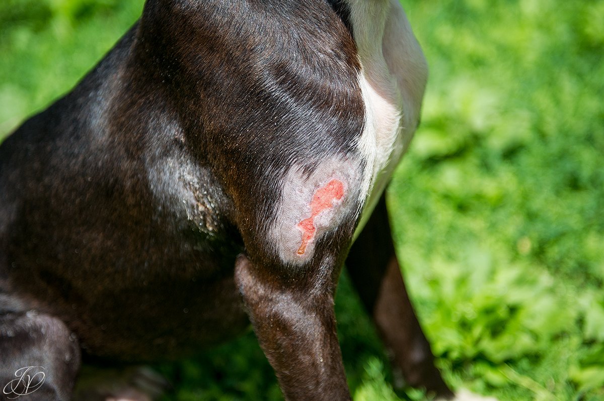 animal rescue, dog rescue