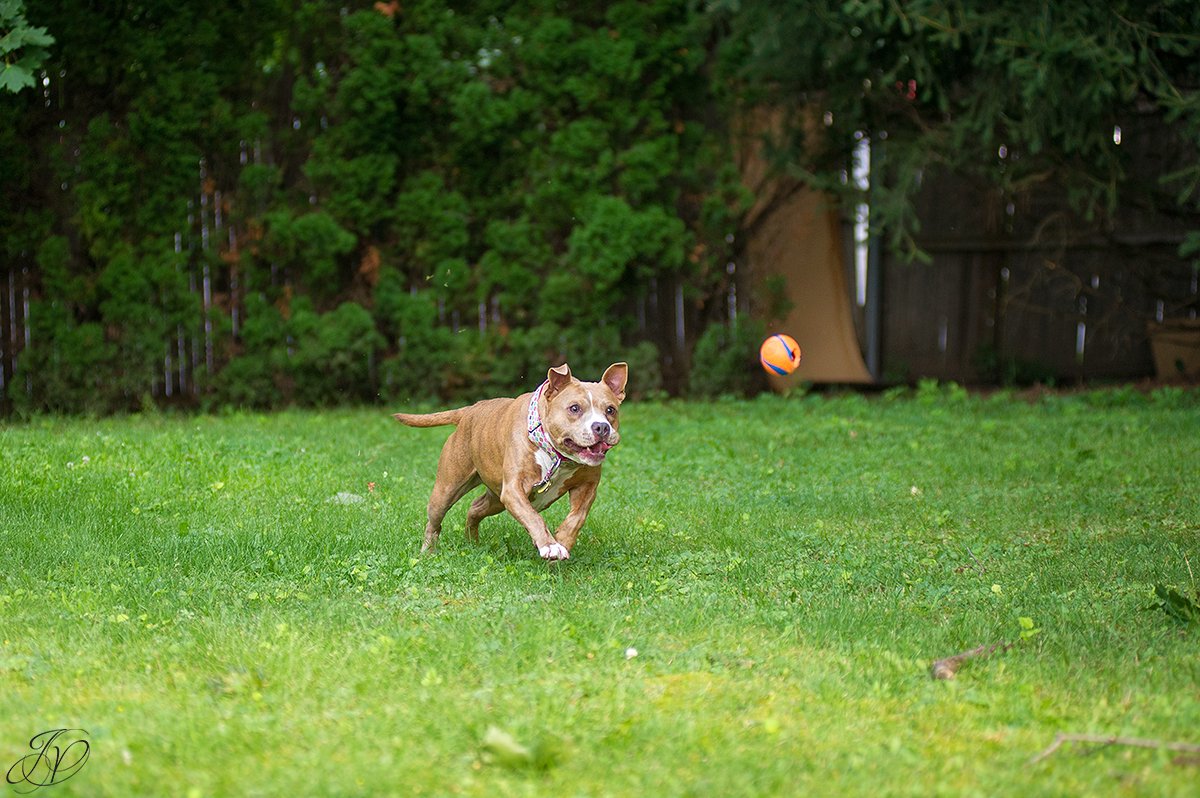 dog rescue, albany pet portrait photographer