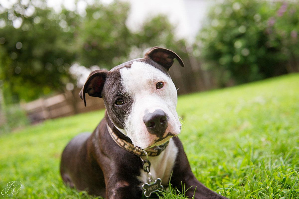 dog rescue, albany pet portrait photographer