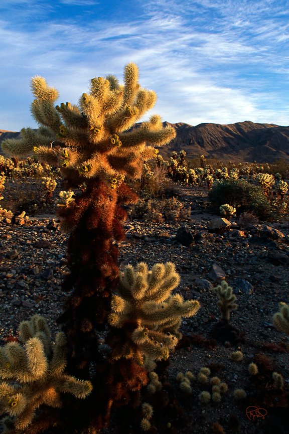 Brittle Brush Valley 20x30 / 26x40 / 33x50