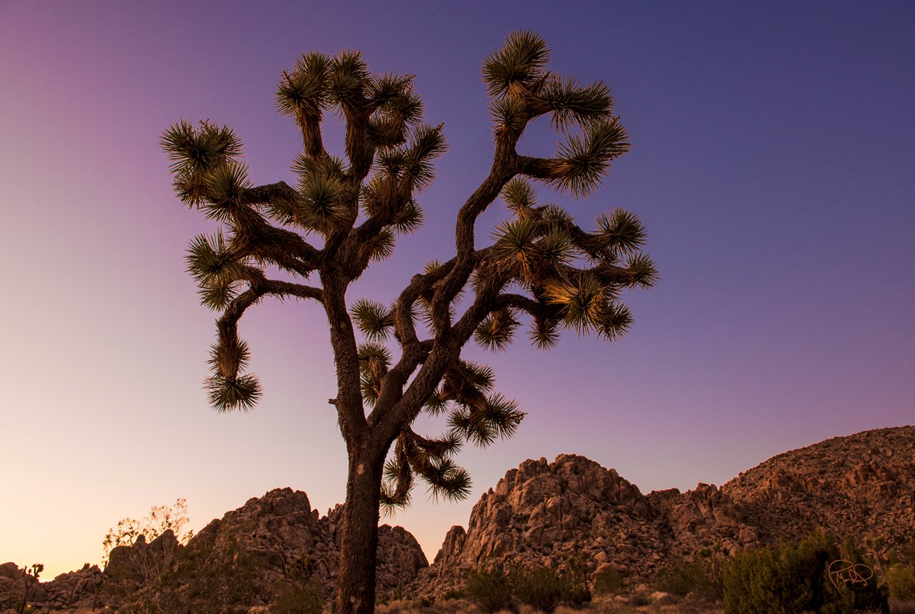 Good Morning Joshua Tree   20x30 / 26x40 / Custom