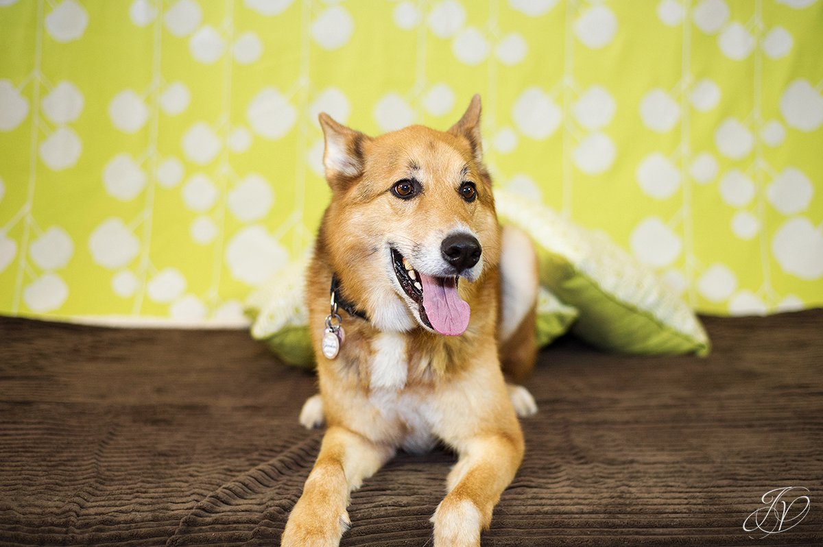 dog portrait fundraiser, fundraiser for dog shelter, regional animal shelter