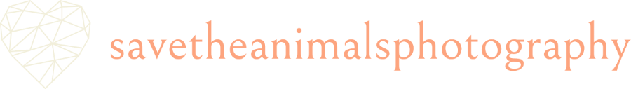 Save The Animals Photography Logo