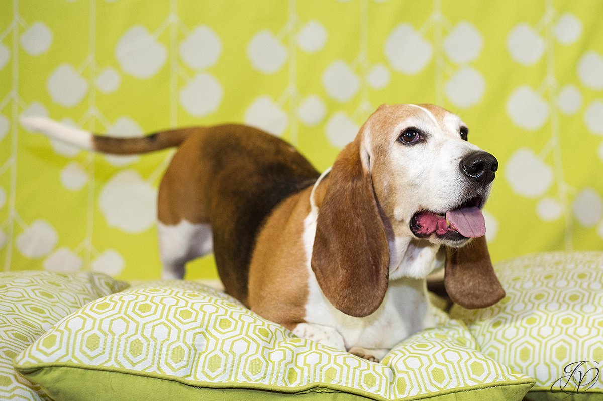 dog portrait fundraiser, fundraiser for dog shelter, regional animal shelter