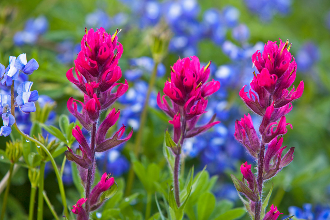 Mount Rainier Wildflowers CH 4168