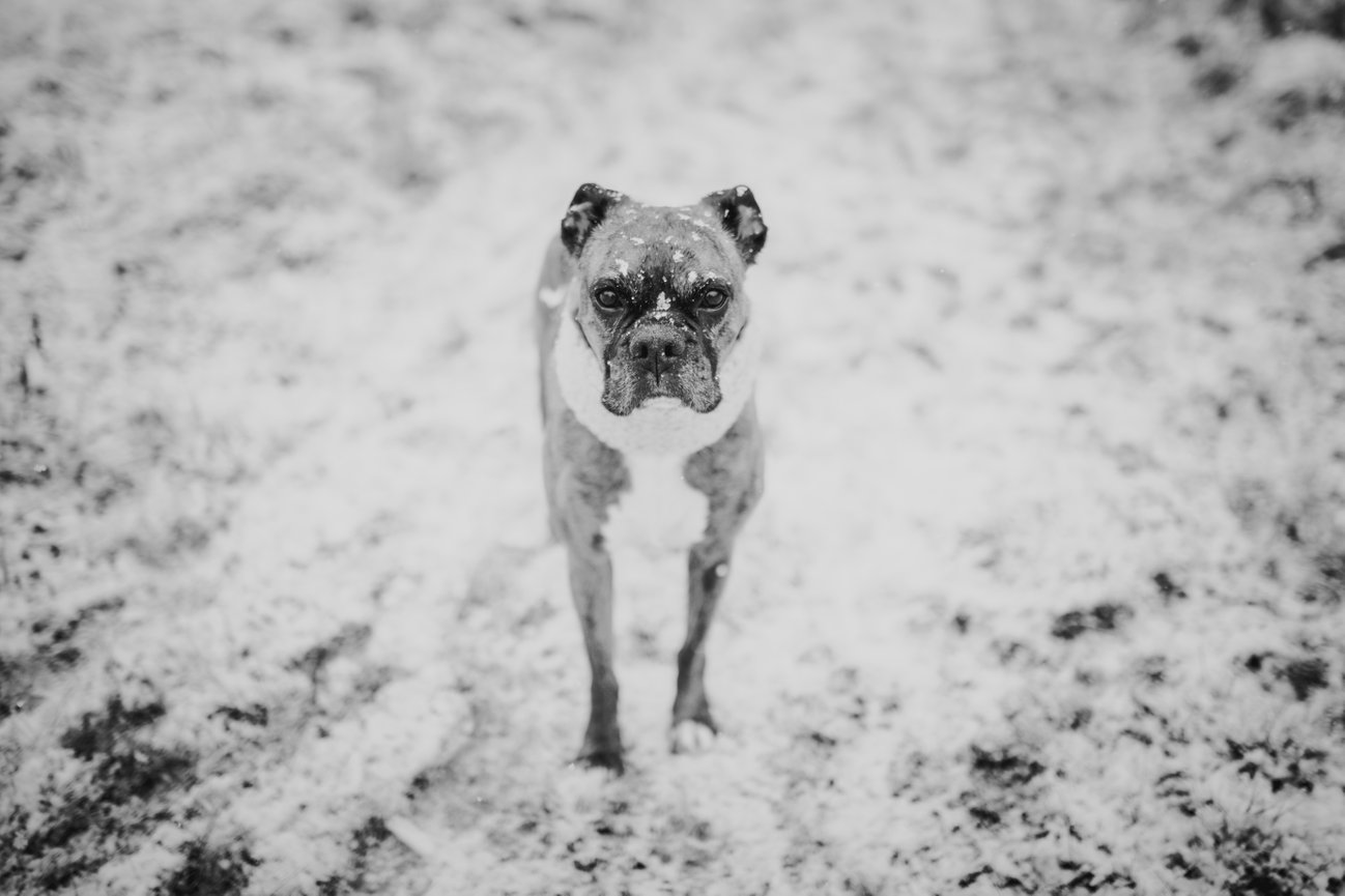 Twice the Love: Newborn Portraits of Twins Maeve & Milo