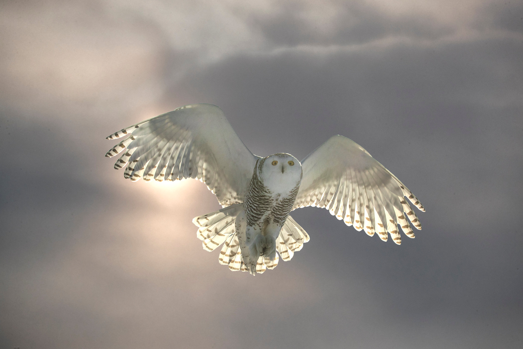 Snowy In Flight Jim Zuckerman Photography Photo Tours