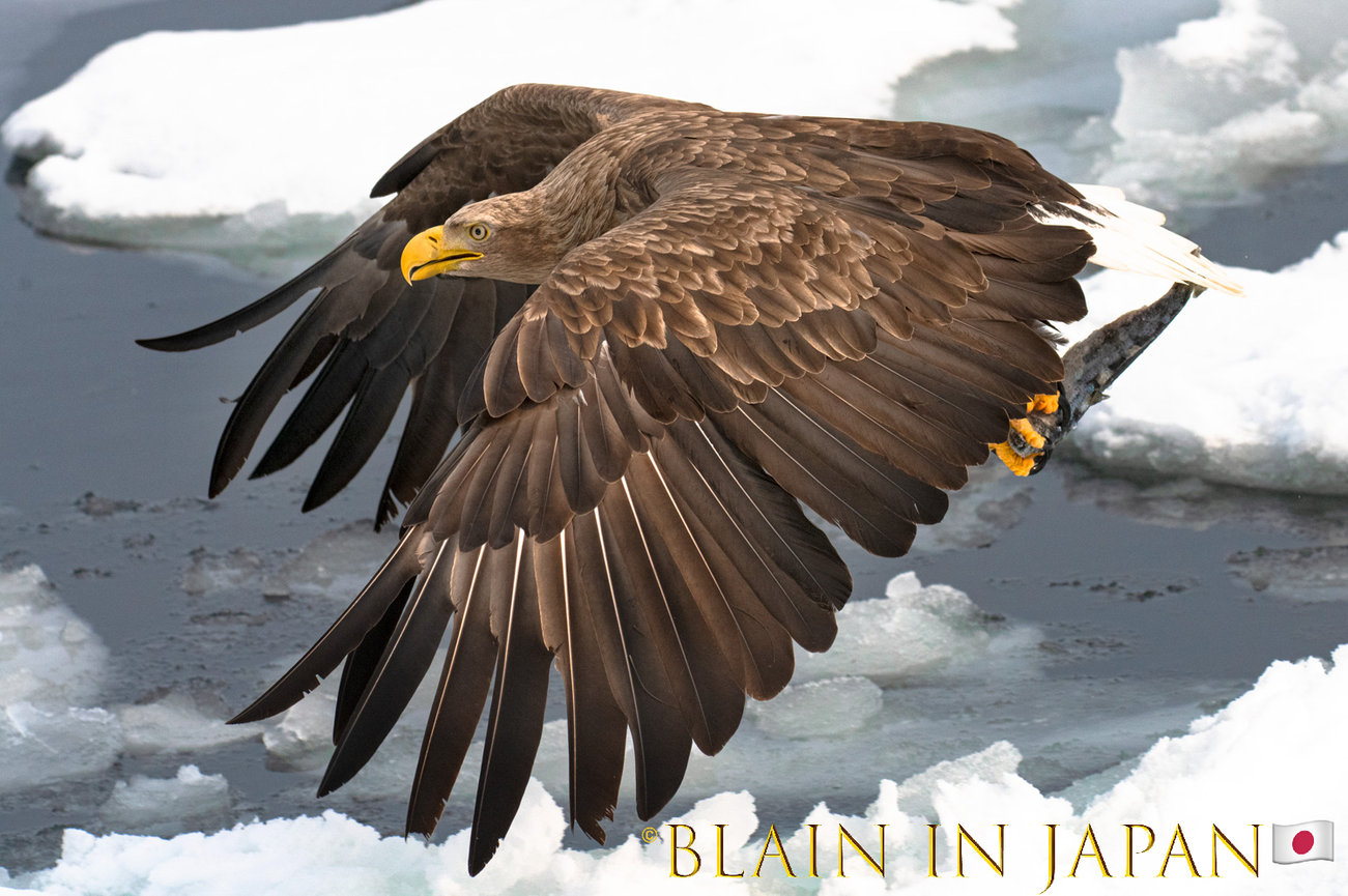 Niigata Private Photo Tour – Wildlife, Birding, and Rice Field Photography in Japan’s Hidden Gem