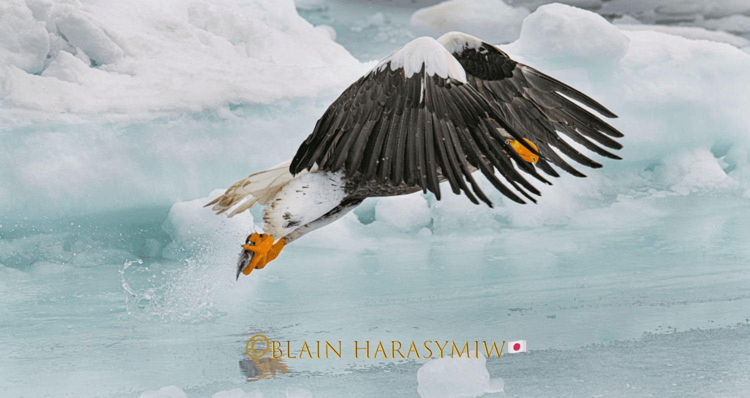 Discover Matsumoto Castle on a Hokkaido Photo Tour with JDS!