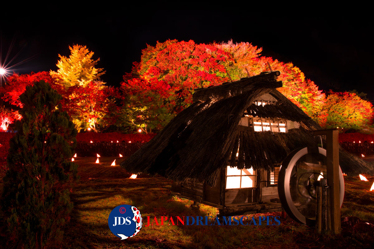 Japan Autumn Leaves Tour – Capture the Colors of Fall with JDS