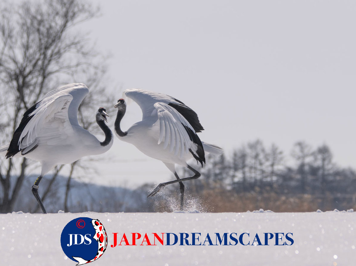 Discover Matsumoto Castle on a Hokkaido Photo Tour with JDS!
