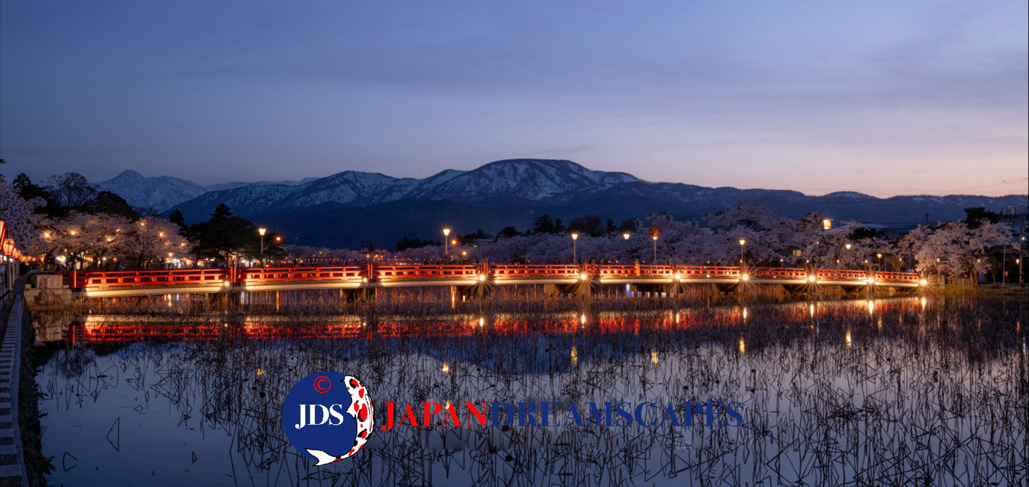 Long-lived and Historic Cherry Blossoms