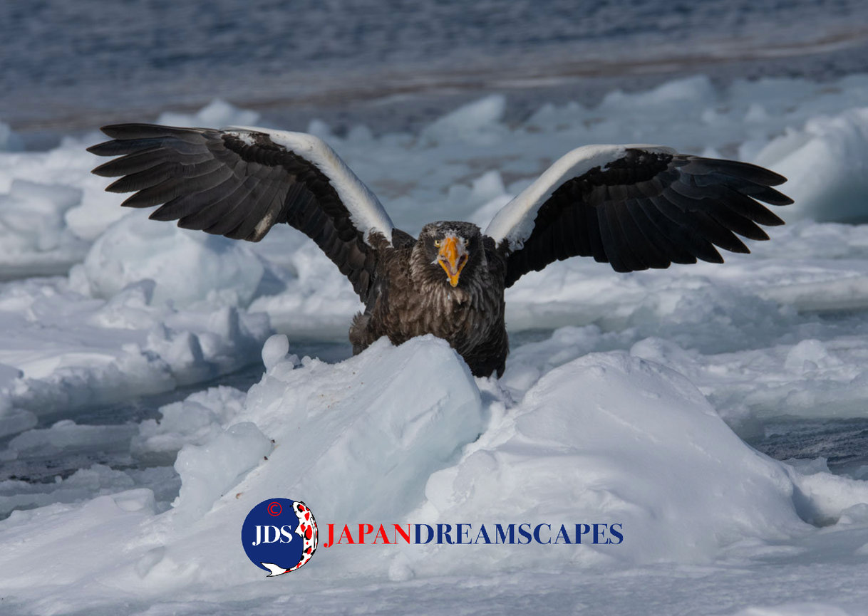 Discover Matsumoto Castle on a Hokkaido Photo Tour with JDS!