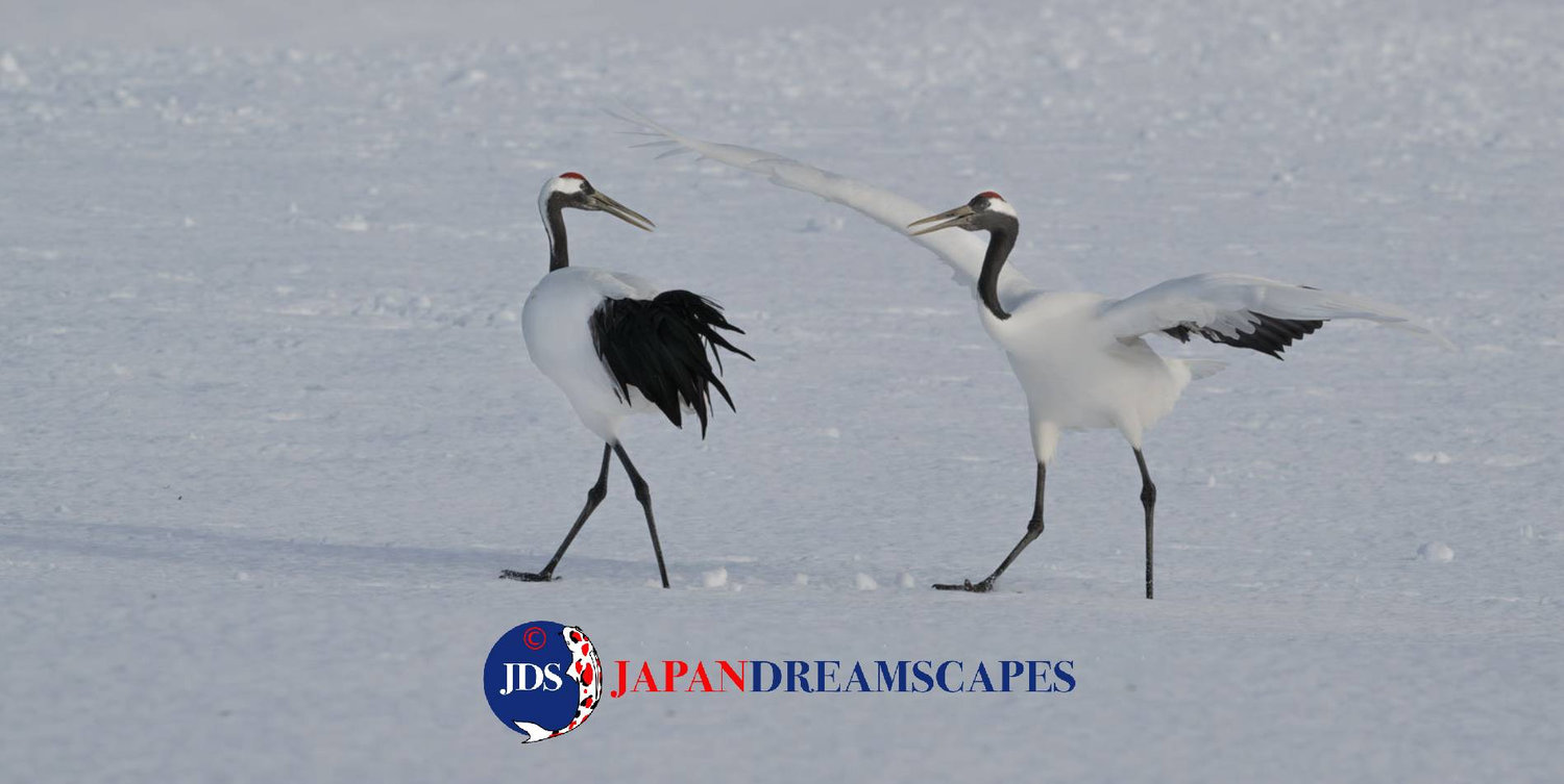 Discover Matsumoto Castle on a Hokkaido Photo Tour with JDS!