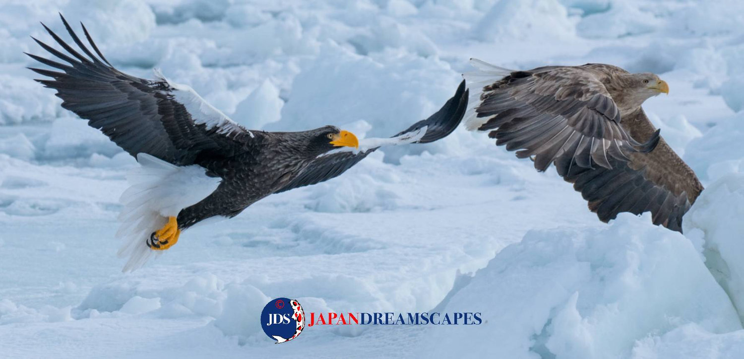 Autumn Leaves Photography Tour at Mt. Fuji and the Fuji Five Lakes