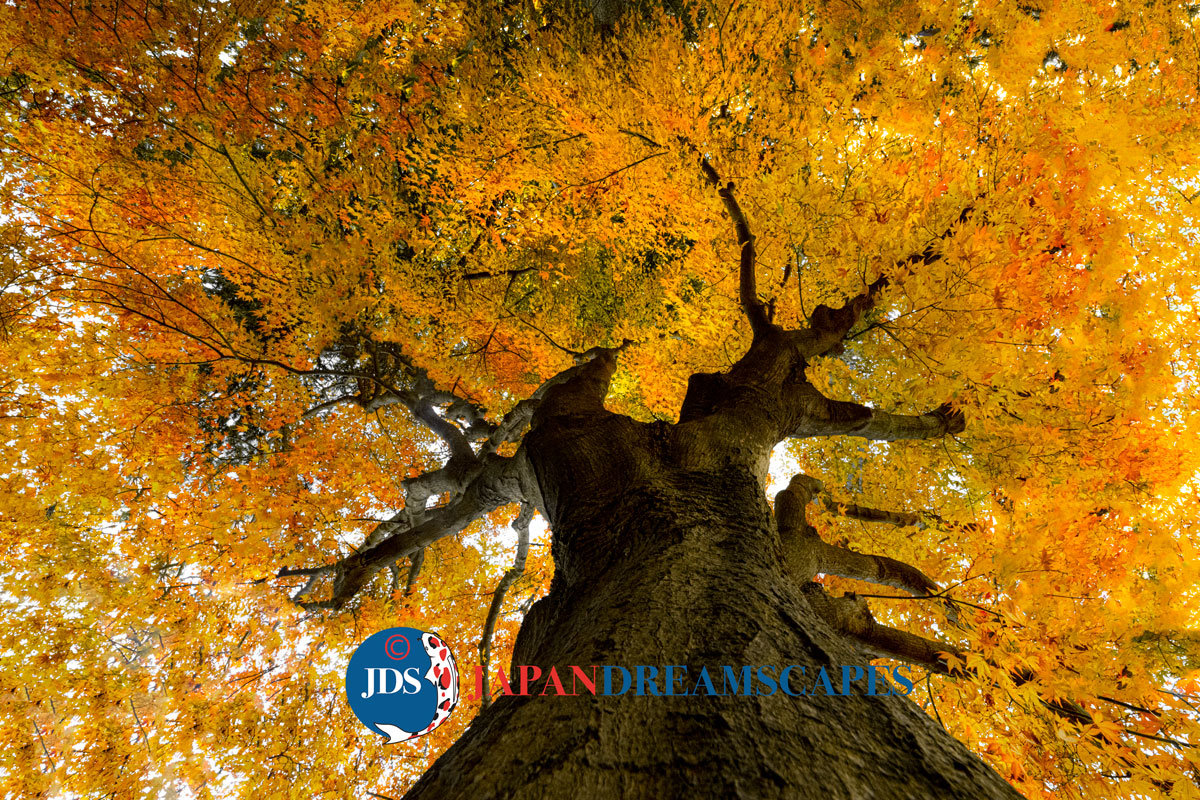 Japan Autumn Leaves Tour – Capture the Colors of Fall with JDS