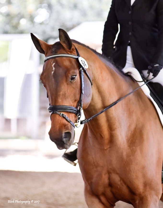 Cottonwood Farm Dressage