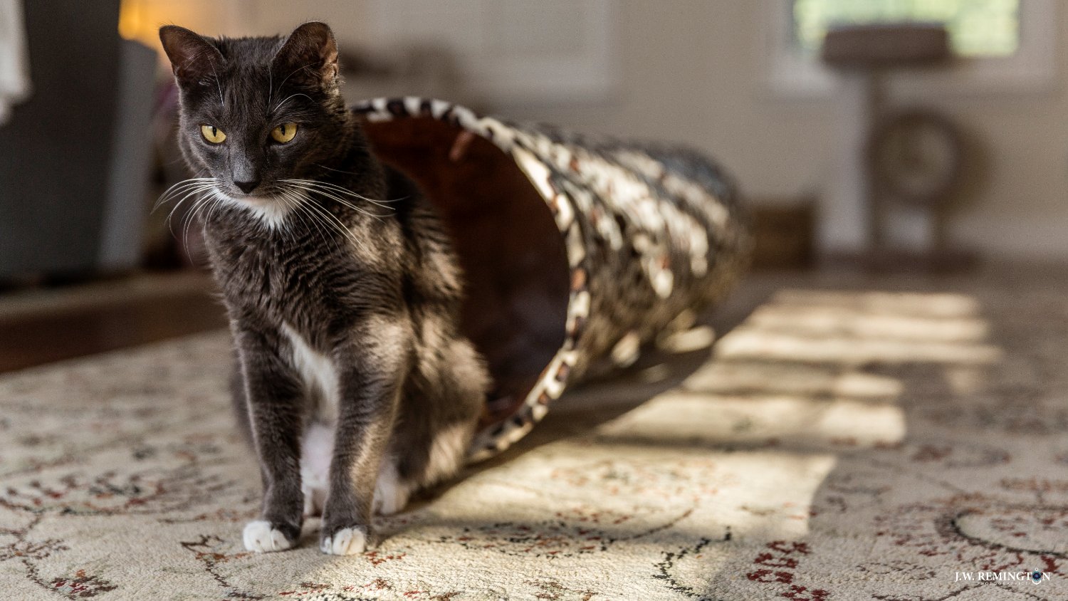 POTD 2018/124. Cinco de Meow