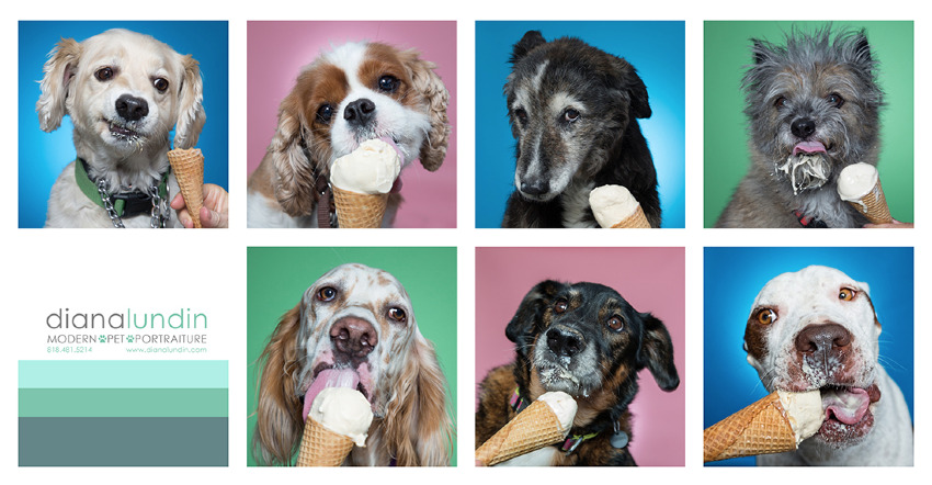 collage of images dogs eating ice cream los angeles dog photographer
