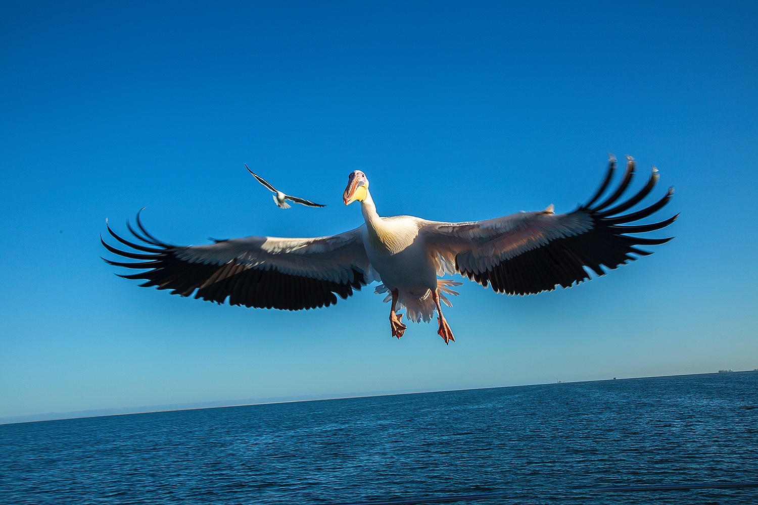 focus-points-for-flight-shots-jim-zuckerman-photography-photo-tours