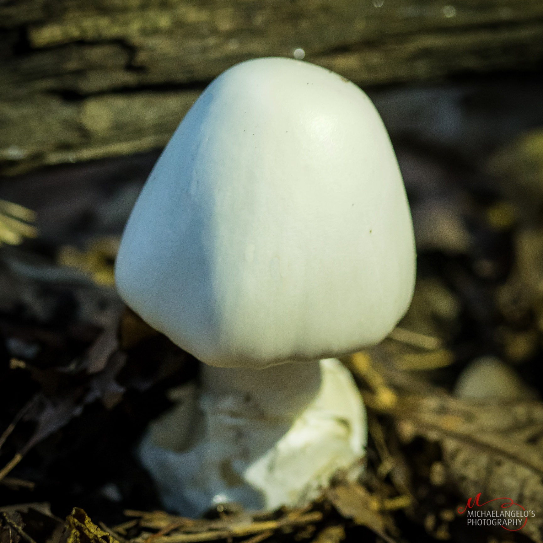 Mushrooms in Northeast Ohio Michaelangelos Photography