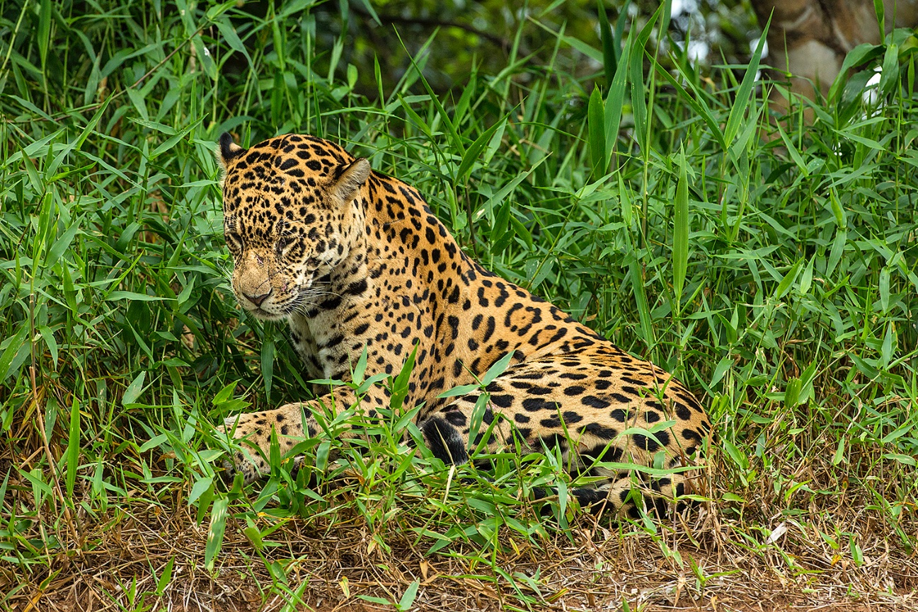 Pantanal - Jim Zuckerman Photography