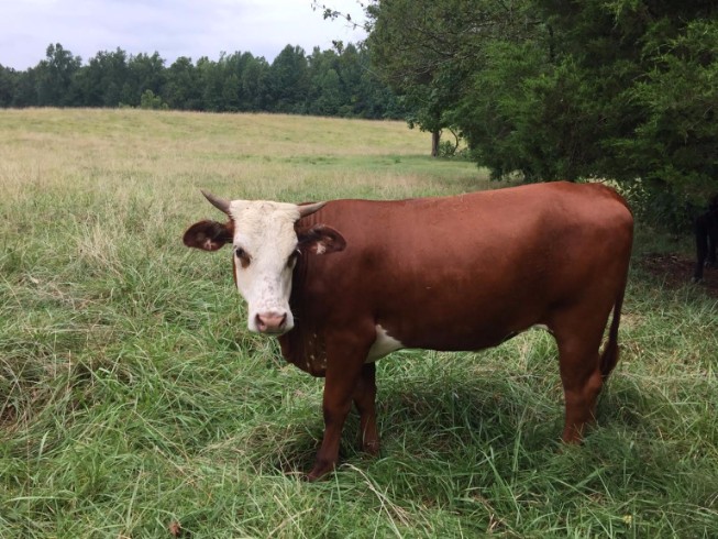 Angus, Hereford & Brahman Cross Cattle - Elm Tree Farm