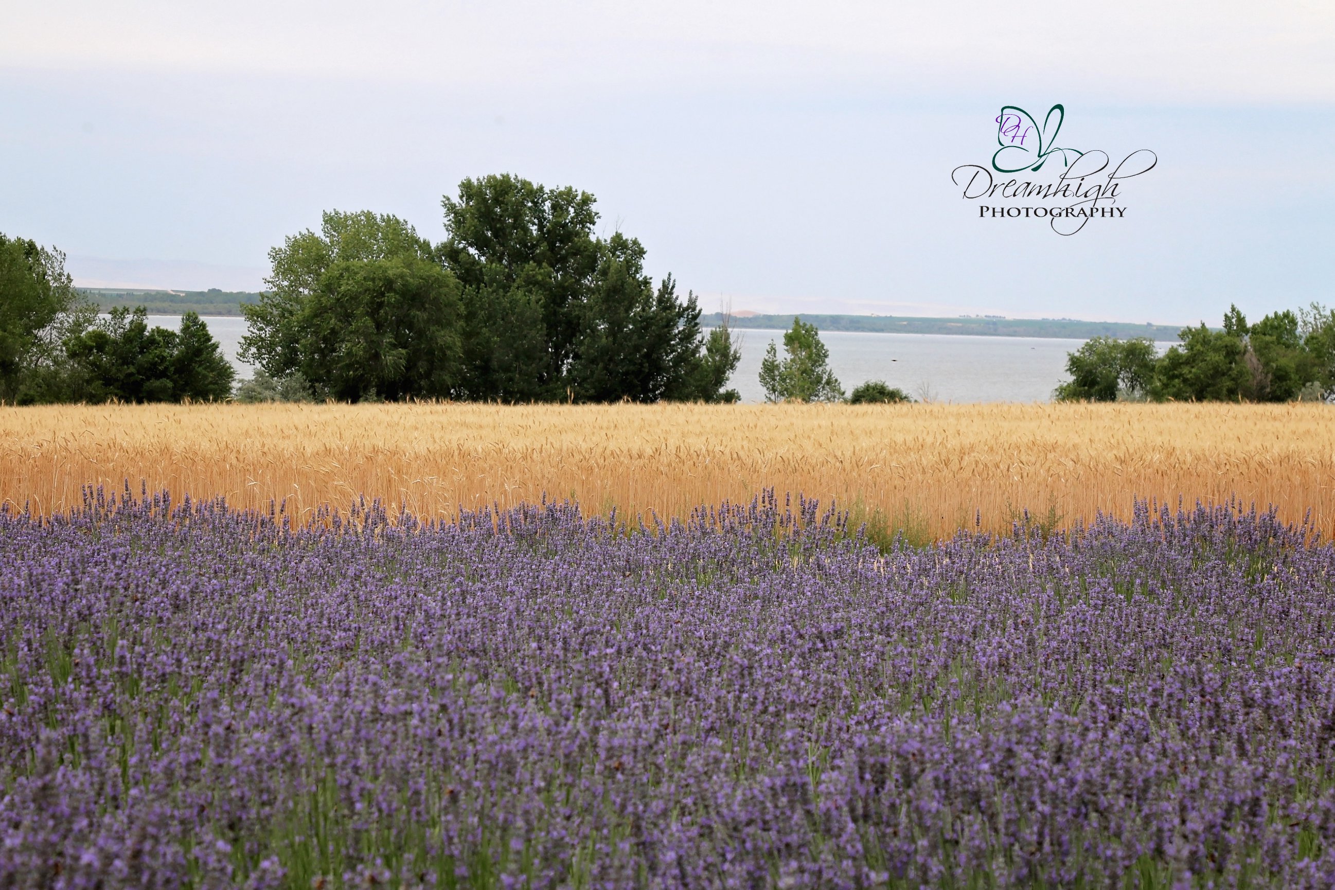 The Lavender Fields In Nampa Dreamhigh Photography