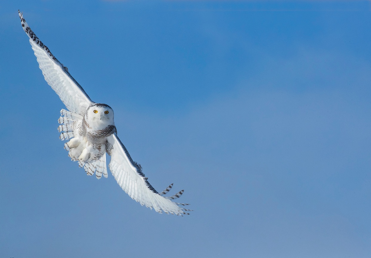 Snowy owls 2024 - Jim Zuckerman photography & photo tours