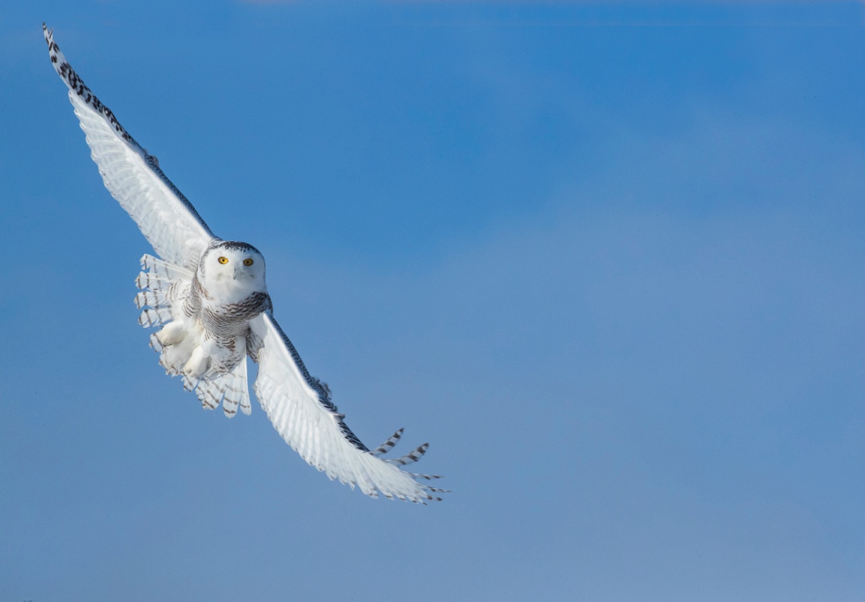 Snowy Owls 2024 Jim Zuckerman Photography Photo Tours   36 20180127155401 3620887 Large 