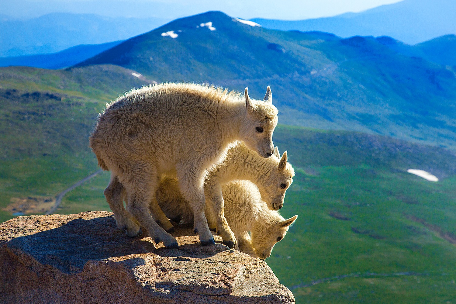 North American Wildlife - Jim Zuckerman photography & photo tours