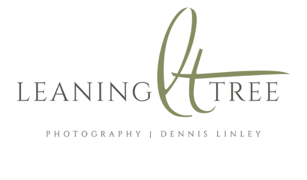 Leaning Tree Photography Logo