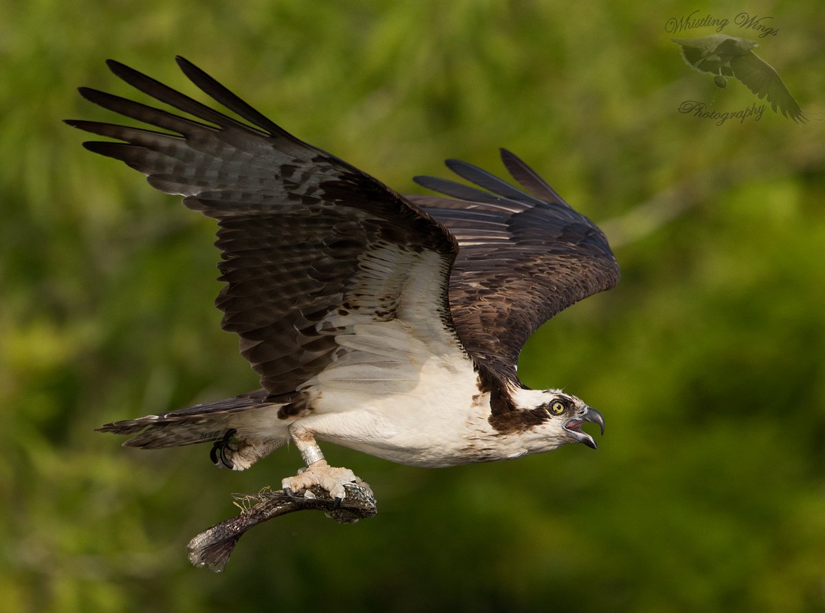 Ospreynesting Whistling Wings Photography